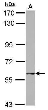 GTPBP2 Antibody