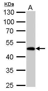 Guanine deaminase Antibody - BSA Free