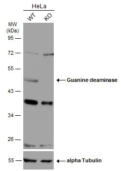 Guanine deaminase Antibody - BSA Free