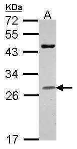 Granzyme H Antibody - BSA Free