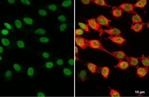 H1F0 Antibody