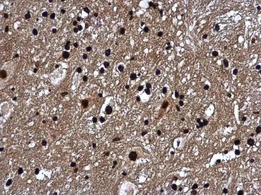 H1F0 Antibody