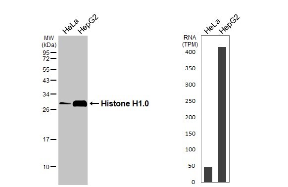 H1F0 Antibody