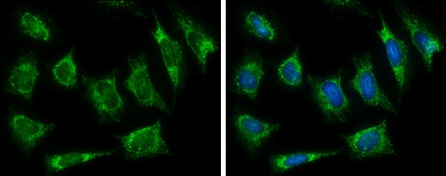 HADH Antibody