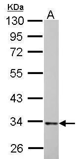 HADH Antibody