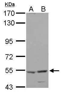 HARS Antibody - BSA Free