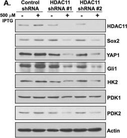 HDAC11 Antibody