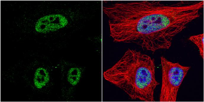 HDAC3 Antibody - BSA Free