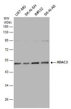 HDAC3 Antibody - BSA Free