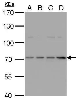 HDC Antibody - BSA Free