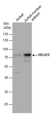 Helios Antibody - BSA Free