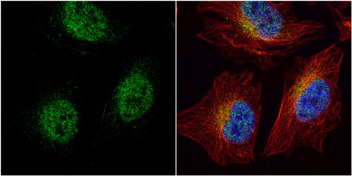 HEY1 Antibody - BSA Free
