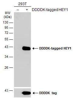 HEY1 Antibody - BSA Free