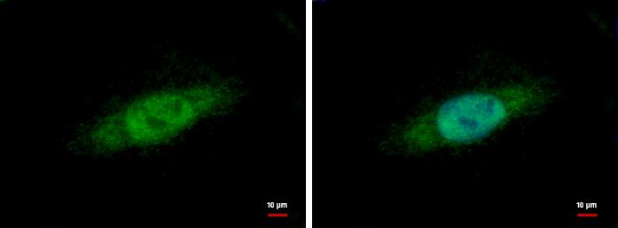 hHpr1-p84-Thoc1 Antibody