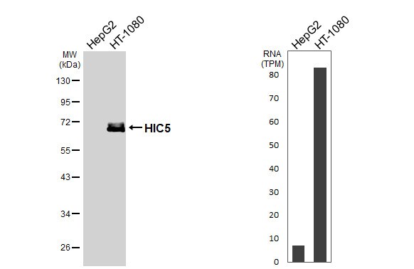 HIC5/TGFB1I1 Antibody - BSA Free