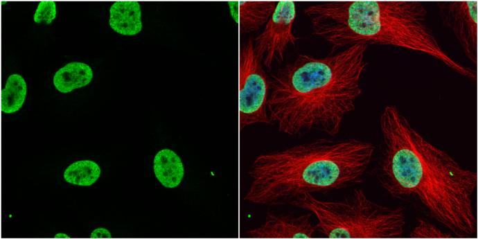 HIST1H3A Antibody