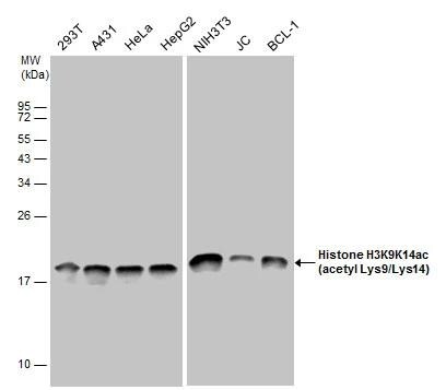 HIST1H3A Antibody