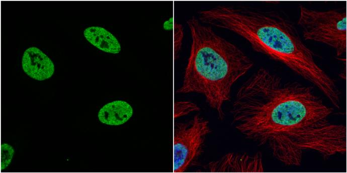 HIST1H3A Antibody
