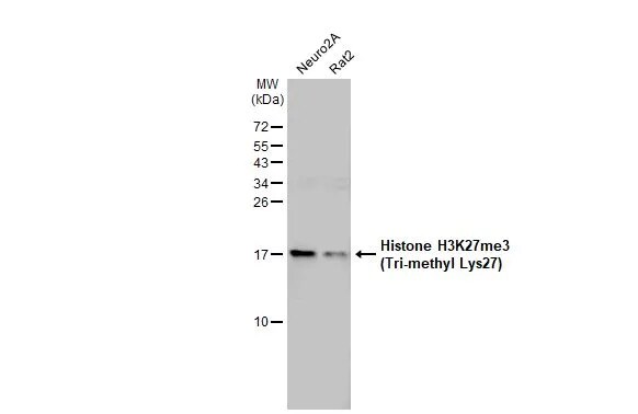 Histone H3 [Trimethyl Lys27] Antibody