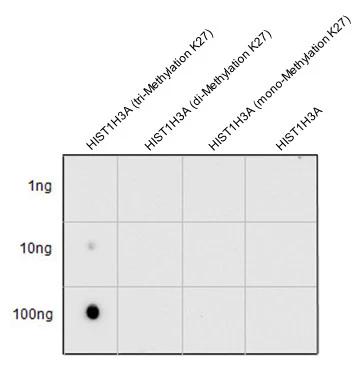 Histone H3 [Trimethyl Lys27] Antibody
