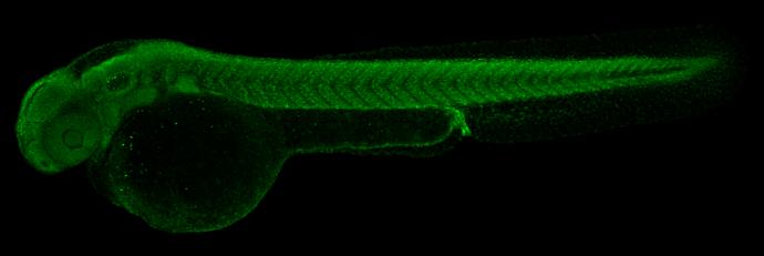 Histone H3 [Trimethyl Lys27] Antibody