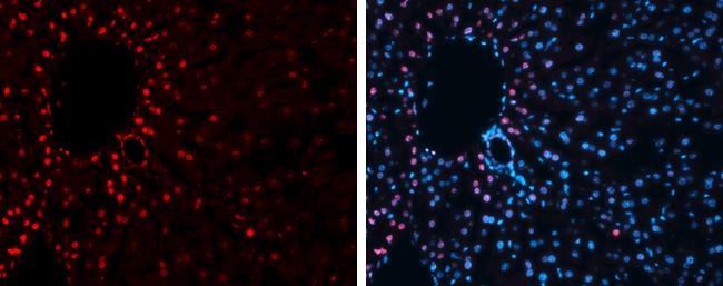 Histone H3 [Trimethyl Lys27] Antibody