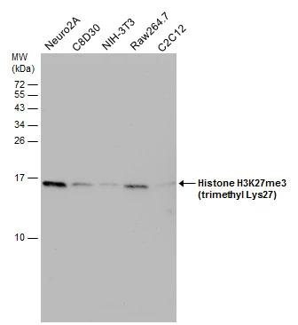 Histone H3 [Trimethyl Lys27] Antibody