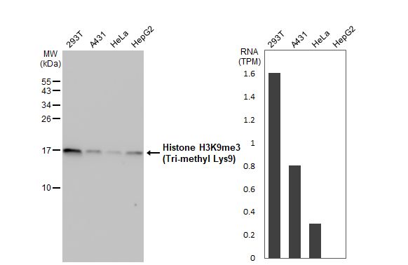 HIST1H3A Antibody