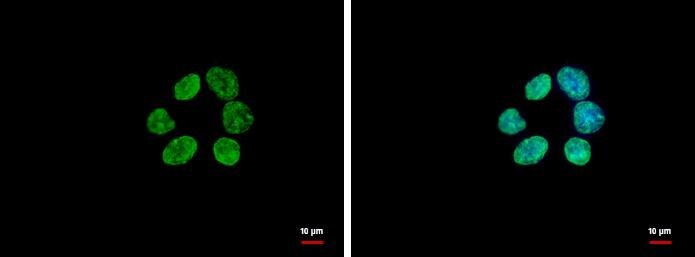HIST1H3A Antibody