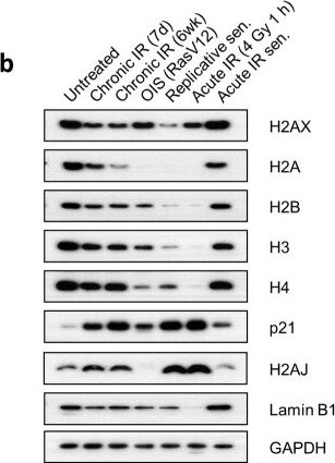 Histone H4 [ac Lys12, ac Lys16, ac Lys8, ac Lys5] Antibody
