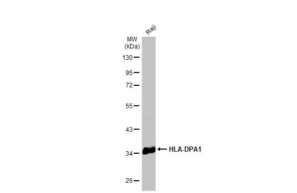 HLA DPA Antibody