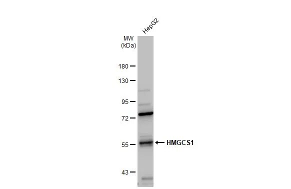 HMGCS1 Antibody