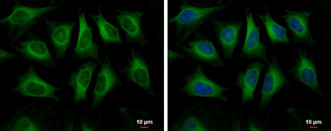 HMGCS1 Antibody