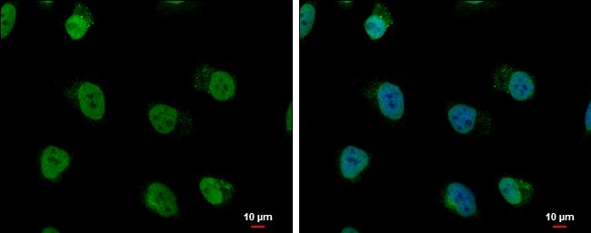 hnRNP AB Antibody