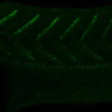 hnRNP AB Antibody