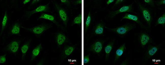 hnRNP-R Antibody