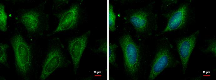 HSPA8/HSC71/Hsc70 Antibody - BSA Free