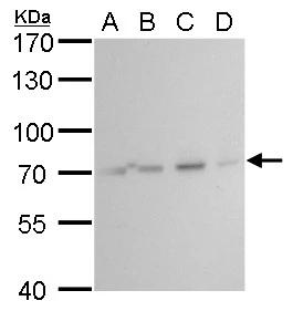 HSPA8/HSC71/Hsc70 Antibody - BSA Free