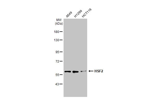 HSF2 Antibody
