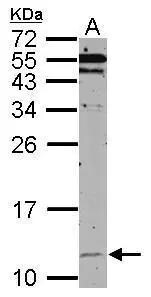 HSP10/EPF Antibody - BSA Free