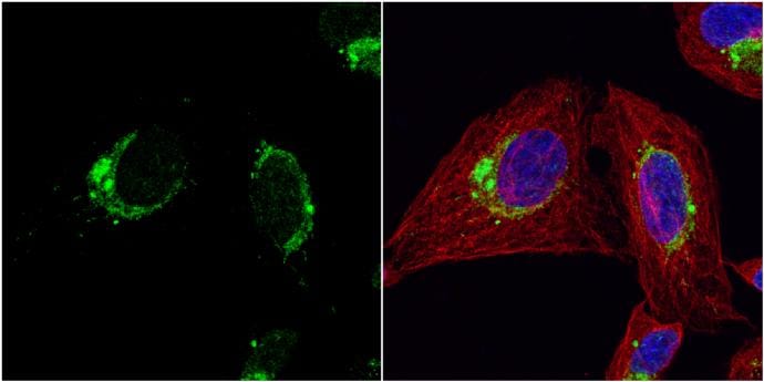 HSP10/EPF Antibody - BSA Free