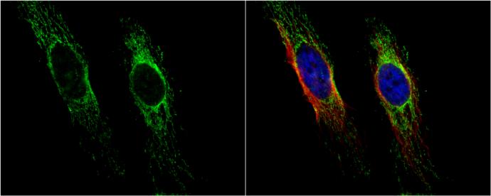 HSP10/EPF Antibody - BSA Free