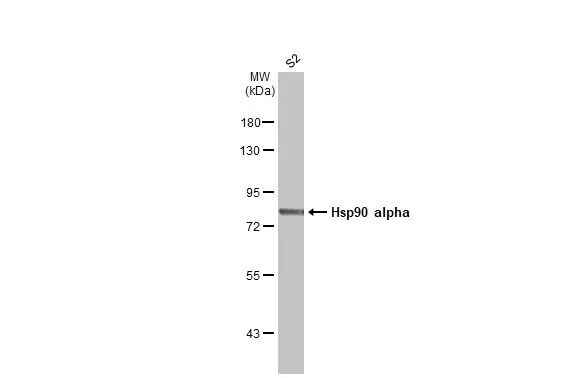 HSP90 alpha Antibody