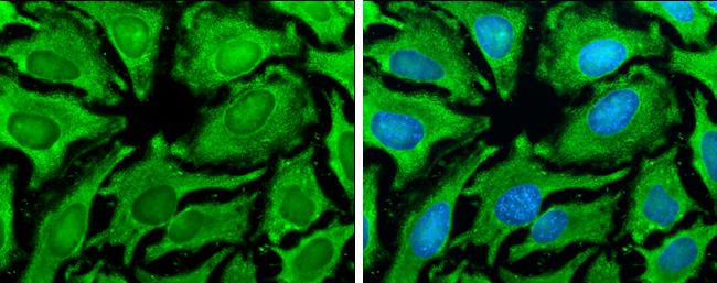 HSP90 alpha Antibody