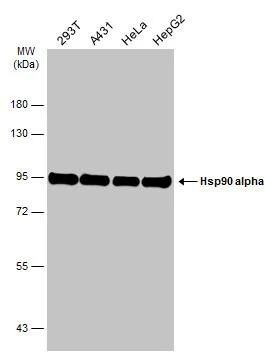 HSP90 alpha Antibody