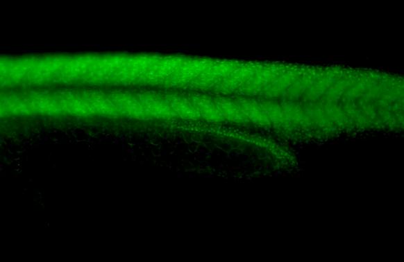 HspA1B Antibody - BSA Free