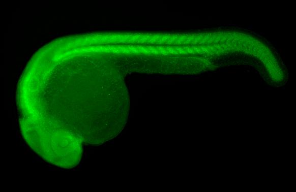 HspA1B Antibody - BSA Free