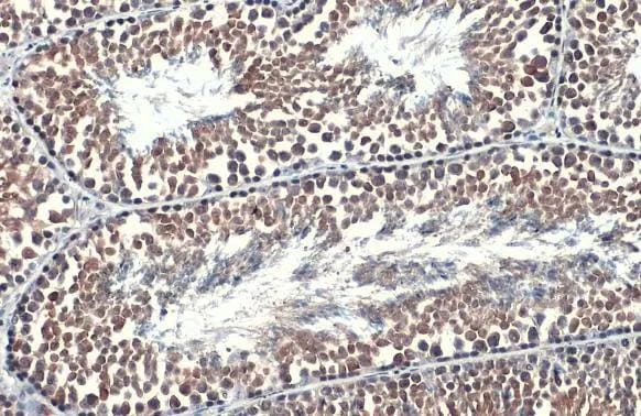 HspA1B Antibody - BSA Free