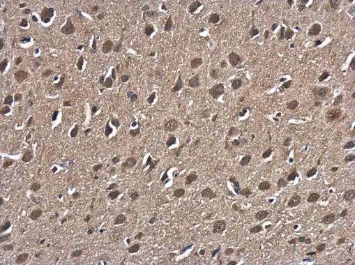HspA1B Antibody - BSA Free