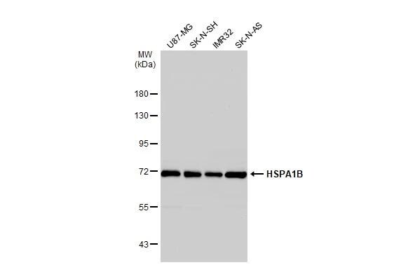 HspA1B Antibody - BSA Free
